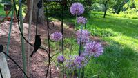 Allium