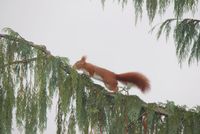 Eichh&ouml;rnchen auf Scheinzypresse